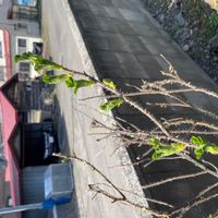 ハマナスの画像