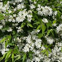 ヒメウツギの画像