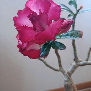 アデニウム オベスム,窓辺,リビング・ダイニングの画像