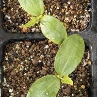 ブルースター,ブルースター,ブルースター,オキナワスズメウリ,オキナワスズメウリの画像