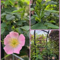 シャクヤク,シャクヤク,バラ,オールドローズ,芍薬の画像