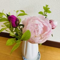 シャクヤクの画像