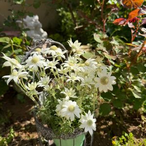 フランネルフラワー,ガーデニング,ナチュラルガーデン,マイガーデン,花のある暮らしの画像