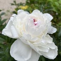 シャクヤク,バラ ストロベリーアイス,ディスタント・ドラムス,チャールズストーン,花のある暮らしの画像