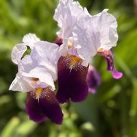 ジャーマンアイリスの画像