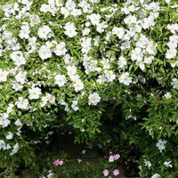 ナニワイバラ,白い花,白いバラ,庭の画像