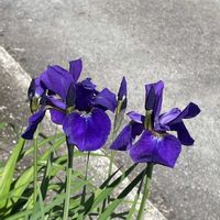 アヤメ,山野草,放置栽培,神奈川県,山野草大好き協会の画像