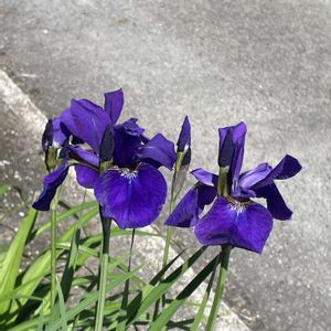 アヤメ,山野草,放置栽培,神奈川県,山野草大好き協会の画像