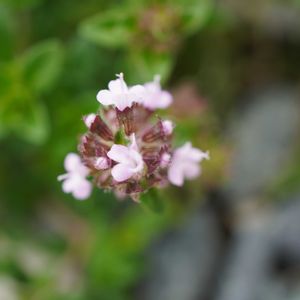 クリーピング タイム,クリーピング タイム,グランドカバー,ピンクの花,マクロ撮影の画像