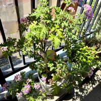 キッチン,バルコニー/ベランダの画像