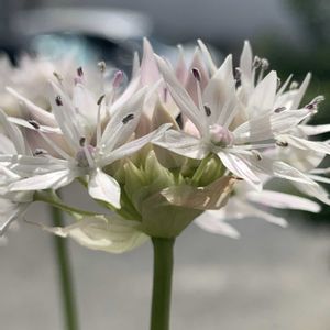 アリウム,アリウム,アリウム,アリウム,アリウム・アンプレクテンスの画像