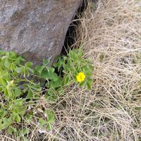 カタバミの画像