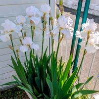 ジャーマンアイリス,ジャーマンアイリス,ジャーマンアイリス,ジャーマンアイリス,白い妖精の画像