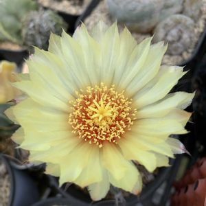 サボテン,瑞鳳玉,多肉植物,開花,アストロフィツム属の画像