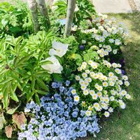 スカビオサ,チューリップ,ノースポール,ビオラ,ヒューケラの画像