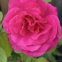 スナップエンドウ,道側の３枚目の田んぼ,孫と一緒に摘み取ったスナップエンドウ,玉ねぎ初収穫,孫のトラクターデビューの画像