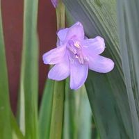 スカビオサ,ペチュニア,ツリガネソウ,アカツメクサ,ムラサキツメクサの画像