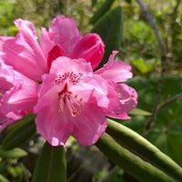 シャクナゲの画像