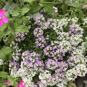 ガーデニング,花のある暮らし,マンション専用庭,庭の画像