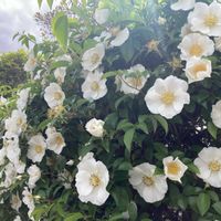 ナニワイバラの画像