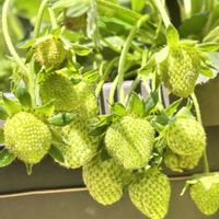 イチゴ,植物のある暮らし,お花好き,お花のある暮らし,お花好きさんと繋がりたいの画像