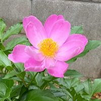 シャクヤク,芍薬,開花,植物のある暮らし,植物の生命力の画像