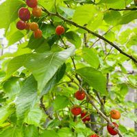 サクランボ,植物のある暮らし,植物の生命力,色づく実,庭の画像