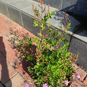 ミニバラ,ミニバラ,かわいい,癒し,美しいの画像