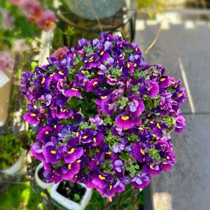 シレネ 桜小町,オーニソガラム ウンベラタム,ネメシアベリー シュガーベリー,花のある暮らし,植中毒の画像