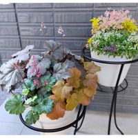 アリッサム,ヒューケラ,ウィンティー・ピーチ,ハルディン,サントリー フラワーズの画像