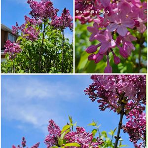 クリスマスローズ,ハナミズキ,バラ,バラ,ライラックの画像