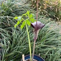 ウラシマソウ,ウラシマソウ,ヒメウラシマソウ,ウラシマソウ(浦島草),庭の画像