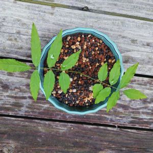 フジ,フジ,藤（ふじ）,盆栽,実生の画像