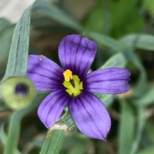 ルリニワゼキショウ,ルリニワゼキショウ,ルリニワゼキショウ,ルリニワゼキショウ,開花の画像