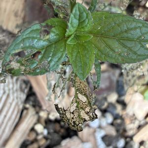 ハーブ,ハーブガーデン,ハーブ男子,小さな庭の画像