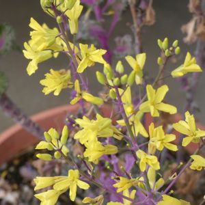 葉牡丹,葉ボタン,幸せの黄色いお花,Juneの会,日曜ビタミンカラー♪の画像