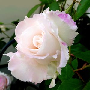 河本ローズ,花のある暮らし,ありがとう♡,バラを楽しむ,もりもり目指してがんばれ〜〜❣️の画像