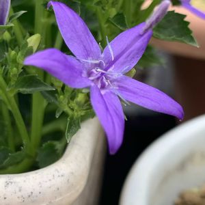 カンパヌラ,カンパヌラ,カンパヌラ,カンパヌラ・ガルガニカ,カンパヌラ・ガルガニカの画像