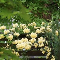 モッコウバラ,黄モッコウバラ,マイガーデン,庭の花,花のある暮らしの画像