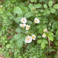 ノイバラの画像