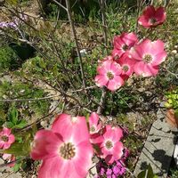 ハナミズキ,ヒューケラ,芝,庭の画像