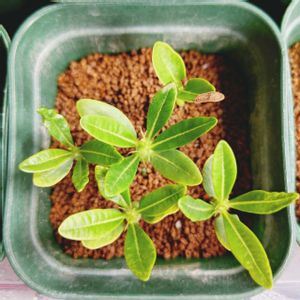 パキポディウム アンボンゲンセ,パキポディウム アンボンゲンセ,パキポディウム・アンボンゲンセ,塊根植物,実生の画像