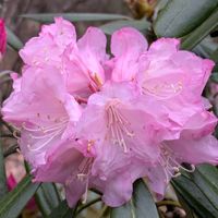 シャクナゲ,山野草,近所・ウチの周りのお花たちの画像