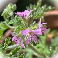 ゼラニウム,プランター,春のお花,素敵,きれいだね〜〜❣️の画像
