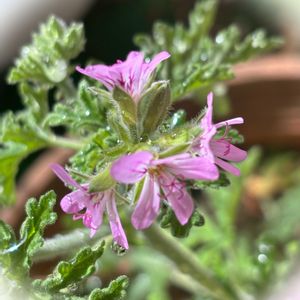 ゼラニウム,プランター,春のお花,素敵,きれいだね〜〜❣️の画像