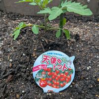 ナス,ミニトマト,ピーマン,ミニトマト 天使のトマト,お庭の画像