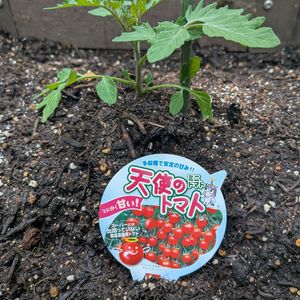 ナス,ミニトマト,ピーマン,ミニトマト 天使のトマト,お庭の画像