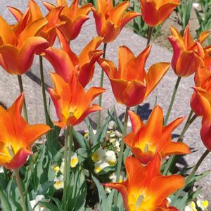 チューリップ,我が家の花壇,GSに感謝。,お花のある暮らし,元気に育ててますよの画像