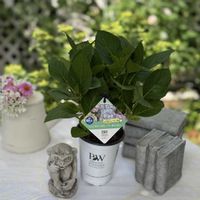 アジサイ,アジサイ,マーガレット,オルレア,ラグランジア クリスタルヴェール2の画像