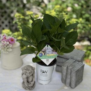 アジサイ,アジサイ,マーガレット,オルレア,ラグランジア クリスタルヴェール2の画像